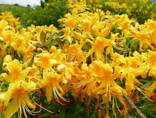 Rhododendron luteum Georgien