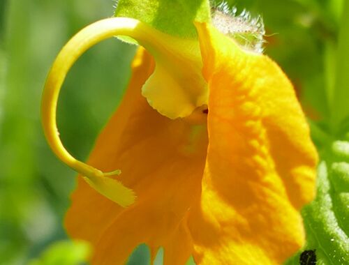 Rhynochocorys orientalis Georgien