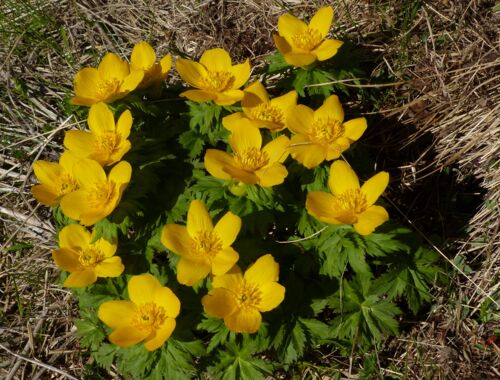 Trollius ranunculinus Georgien