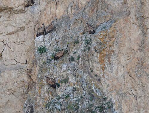 Gänsegeier Waschlowani Georgien