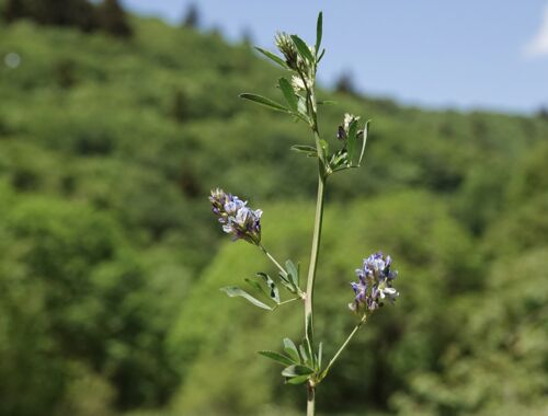 Schabzigerklee Georgien
