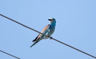 Ornithologische Reise Georgien, Blauracke