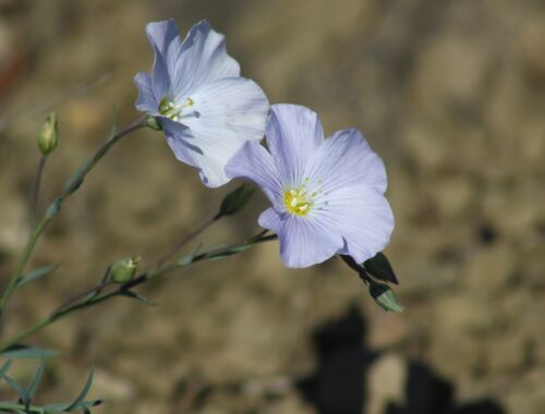 Flora Garedscha