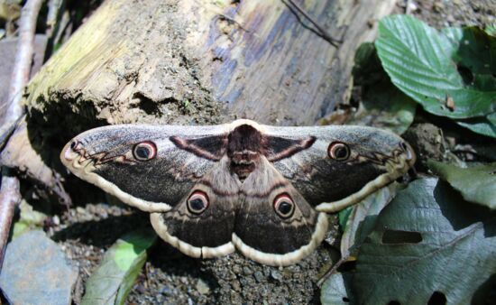 Nachtpfauenauge Schmetterlinge Georgien