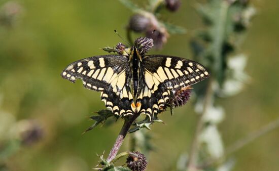 Schwalbenschwanz Schmetterlinge Georgien