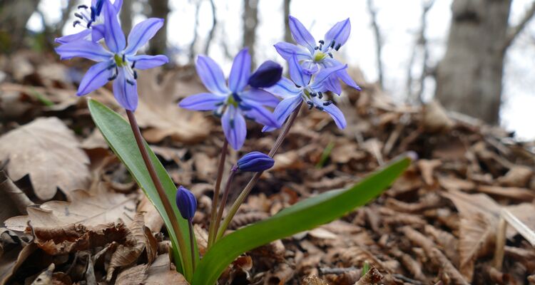 Scilla sibirica, Flora Georgien