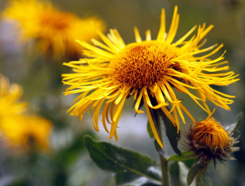 Blüte des Alant