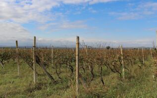 Weinreise Georgien