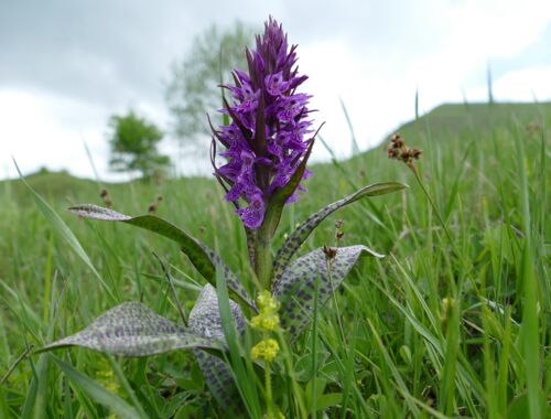 Dactylorhiza urvilleana Georgien