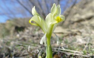 Iris caucasica Georgien