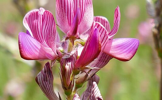 Natur Spezial Georgien - Onobrychis transcaucasica Georgien