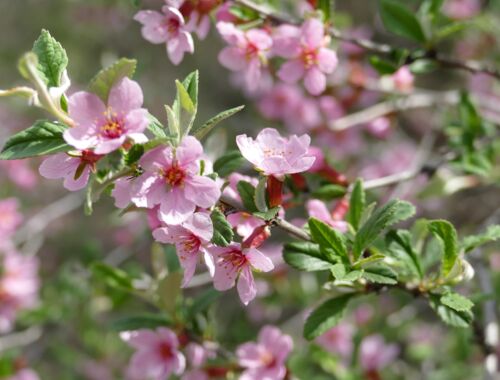 Prunus incana Georgien