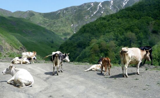 Bärenkreuzpass Chewsuretien