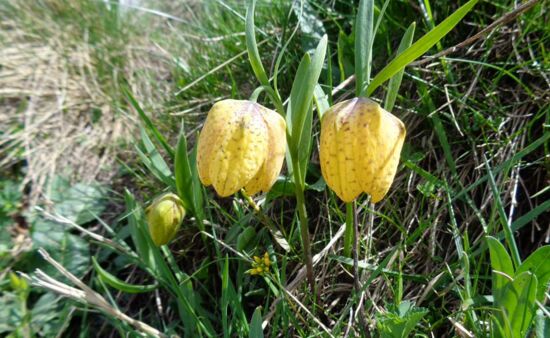 schachbrett-tulpe-hg.jpg