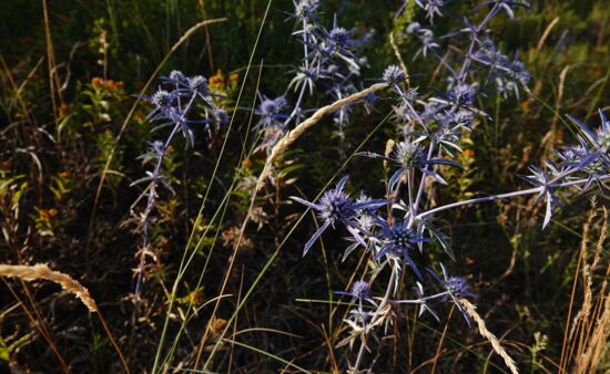 Flora in Georgien