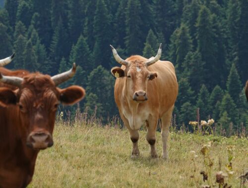 Wandern in Swanetien