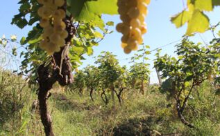 weinreise-georgien-kt-IMG_7590.jpg