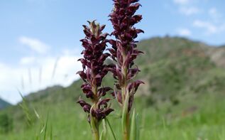 Anacamptis coriophora Georgien