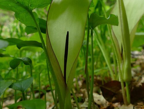 Arum megobrebi Georgien, Endemit Kaukasusregion