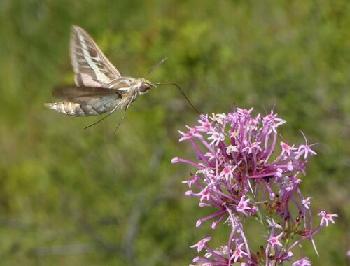 Centranthus longiflorus Georgien