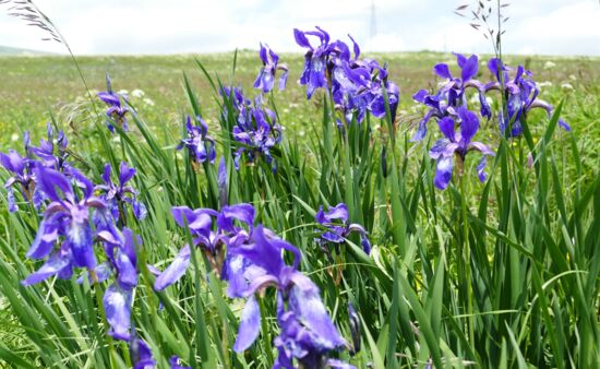 Natur Spezial Georgien - Iris sibirica Georgien