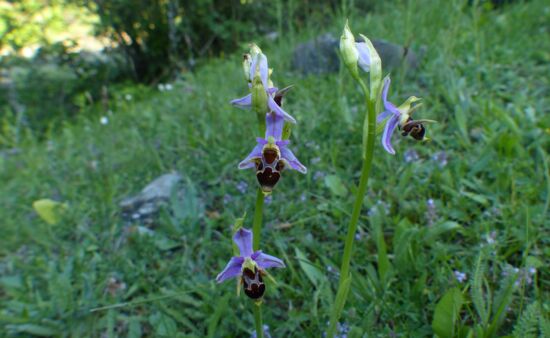 Natur Spezial Georgien - Ophrys abchasica Georgien