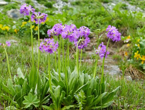 Primula auriculata