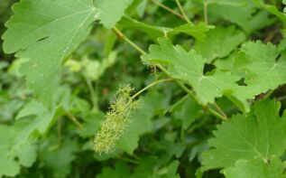 Vitis vinifera Georgien