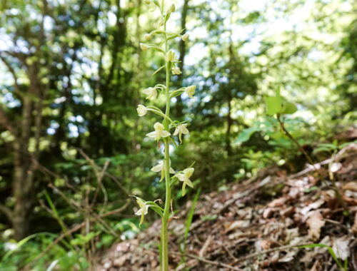 Flora Georgien Algeti Nationalpark