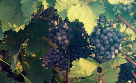 Weinreisen Georgien - Weinreise Georgien Weinsorten