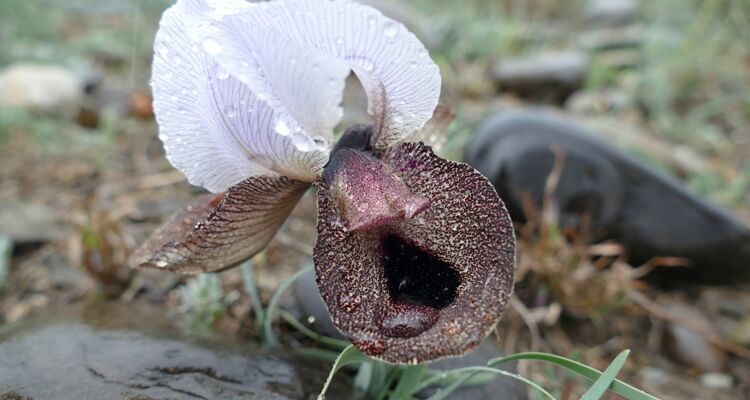 Iris iberica, Georgien Flora