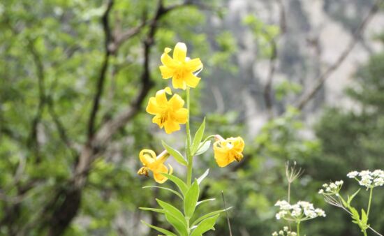 Natur Spezial Georgien - Georgische Lilie monadelphum