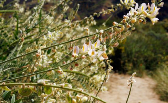 Onobrychis radiata Flora Garedschi Georgien