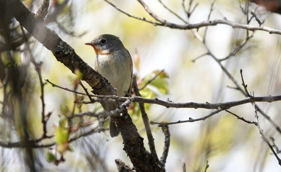 Georgien Reise Ornithologische Reise Georgien 10 Tage | intensiv ornithologische-reise-georgien-kt-zwergschnaepper-ss.jpg