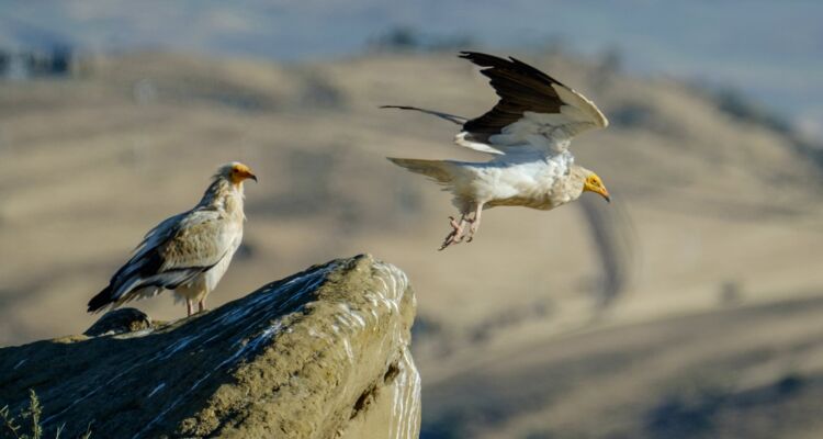 Vogelbeobachtung Georgien Schmutzgeier