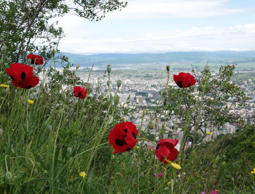 Blick auf Tbilissi