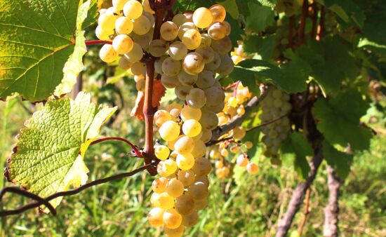 Weinreisen Georgien