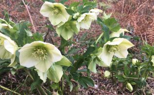 Helleborus caucasicus Georgien