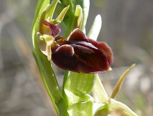 Ophrys sphegodes Georgien