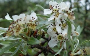 Pyrus salicifolia Georgien