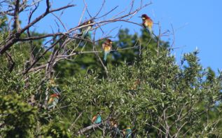 Bienenfresser, lat. Merops apiaster