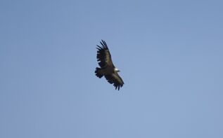 Gänsegeier Georgien