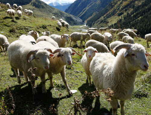 Georgien Reisen Schafherde