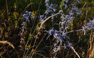 Flora in Georgien