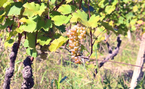 Weinreisen Georgien - Weinreisen Georgien Schotas Weingut