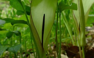 Arum megobrebi Georgien, Endemit Kaukasusregion