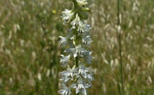 Delphinium ochroleucum Georgien