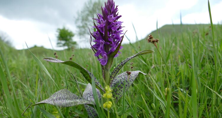 Botanische Reise Georgien, Dactylorhiza urvilleana