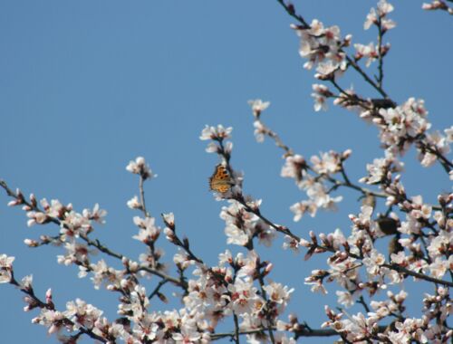 Frühlingsreise Georgien