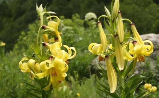 Natur Spezial Georgien - Szovits Lilie Kaukasus Flora